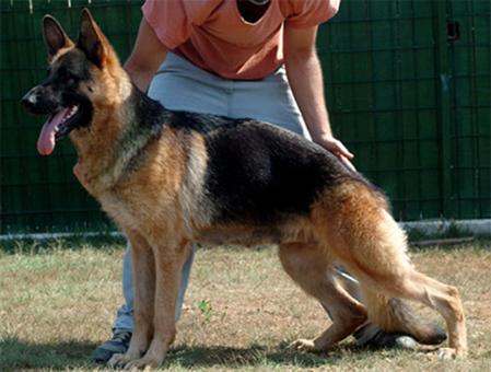 Hannah vom Juerikställ | German Shepherd Dog 