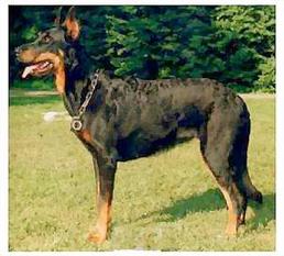 Orka-Gerlie des Assiers | Beauceron 