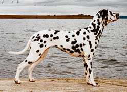 Spotnik’s Primadonna | Dalmatian 