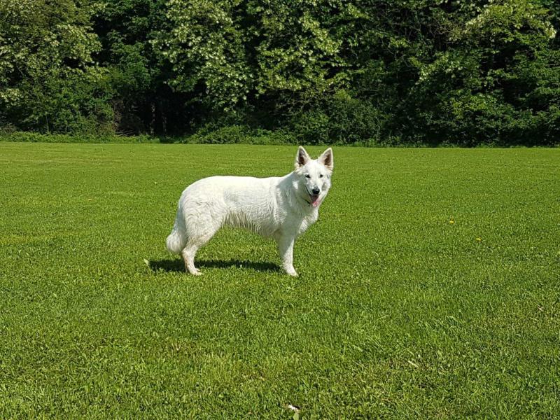 Undine vom Altviltal | White Swiss Shepherd Dog 