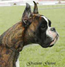 Phoka | Boxer 