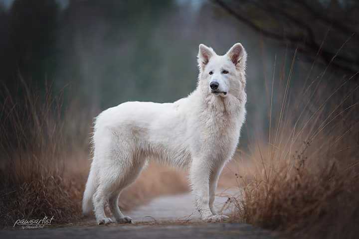 Gentleman Dekstra | White Swiss Shepherd Dog 