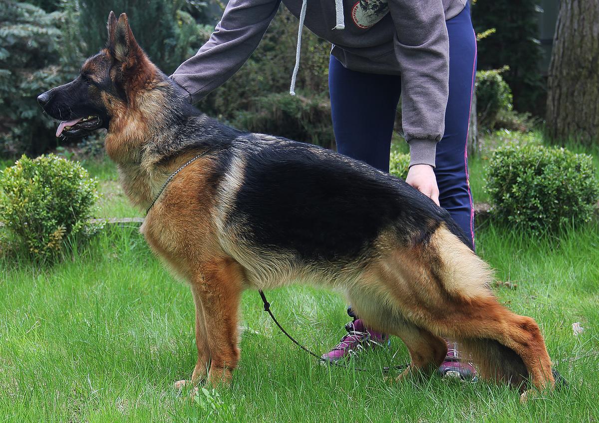 Rua Atha Bayraktara | German Shepherd Dog 