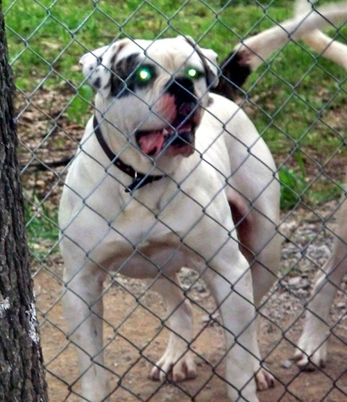 Big Sky's Belshazzar PH-0.48/0.44 | American Bulldog 