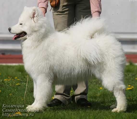 Irbis Snezhnyiy Bars | Samoyed 