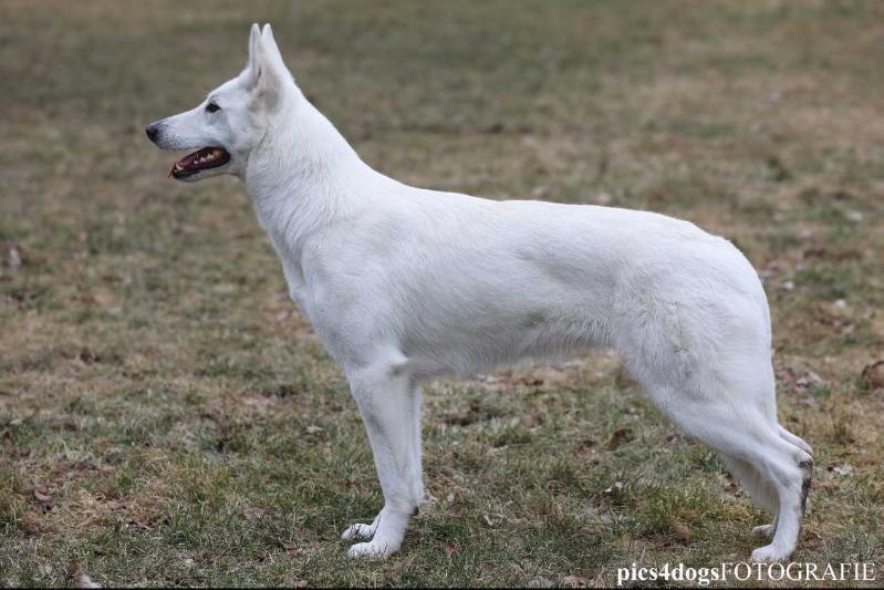 Flashing Jewel Fill Your Heart | White Swiss Shepherd Dog 