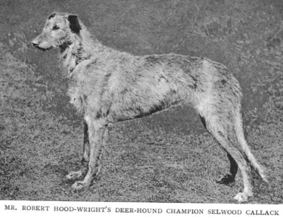 Selwood Callack [Mr Robert Hood-Wright's] | Scottish Deerhound 