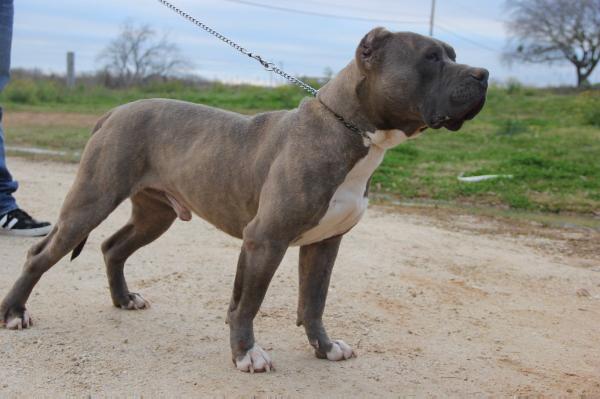 Guzman's Benz | American Pit Bull Terrier 