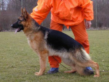 Salo vom Fiemereck | German Shepherd Dog 
