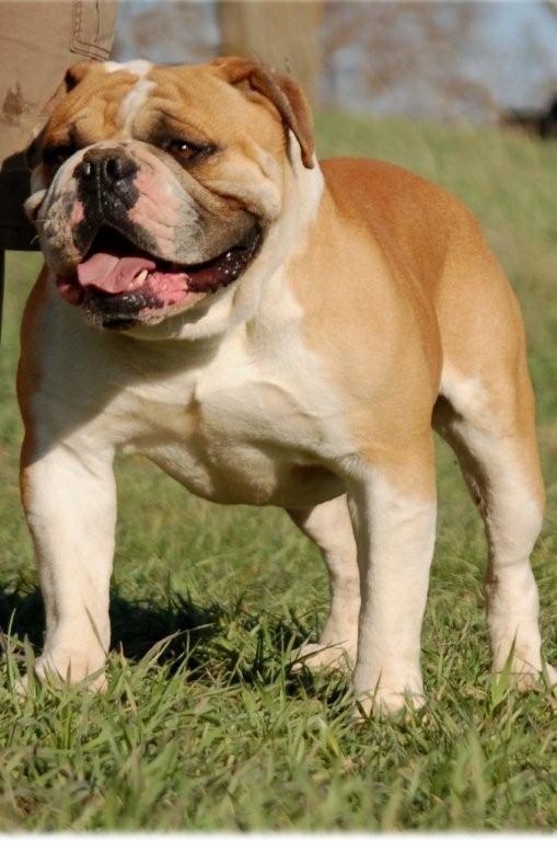 Blue River's Clubber | Olde English Bulldogge 