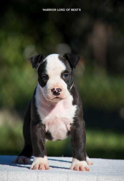 Warrior Lord of Best's | American Staffordshire Terrier 
