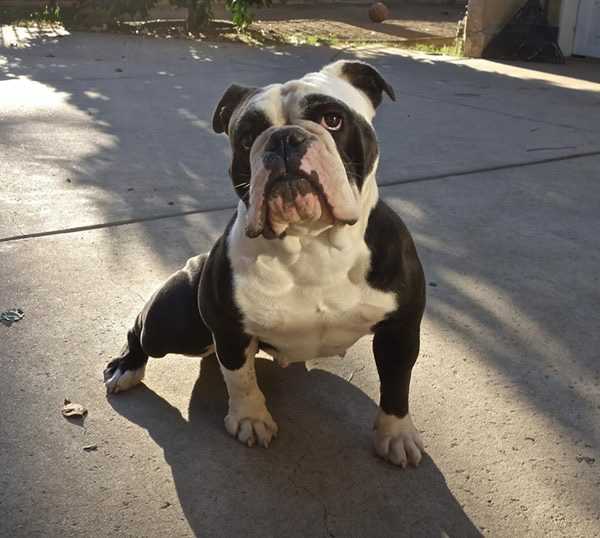 Pacific Blues Panda | Olde English Bulldogge 