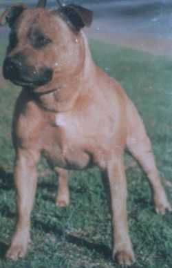 Pitwar Great Pretender | Staffordshire Bull Terrier 