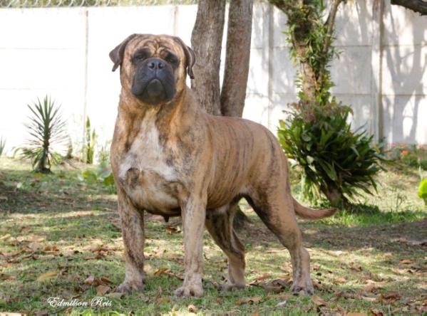 Skamens Value Of Glory | Bullmastiff 