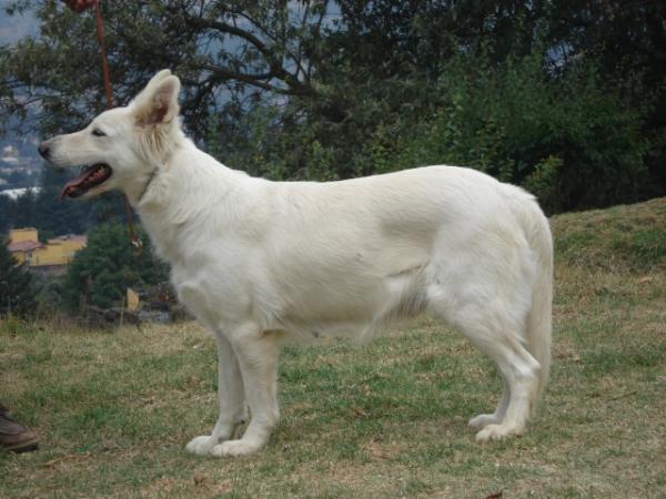 Nieve De Los Alpes | White Swiss Shepherd Dog 