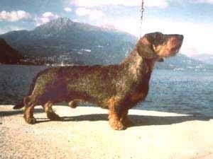 urano dell a val vezzeno | Dachshund 