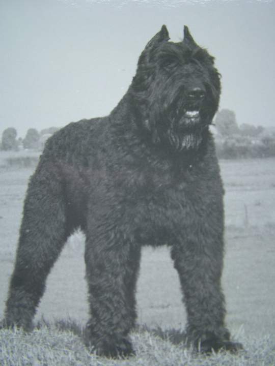 Tomba v. Assenrade | Bouvier des Flandres 