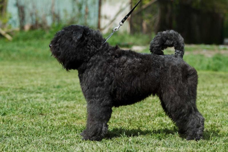 CHEPAM VIOLA | Bouvier des Flandres 