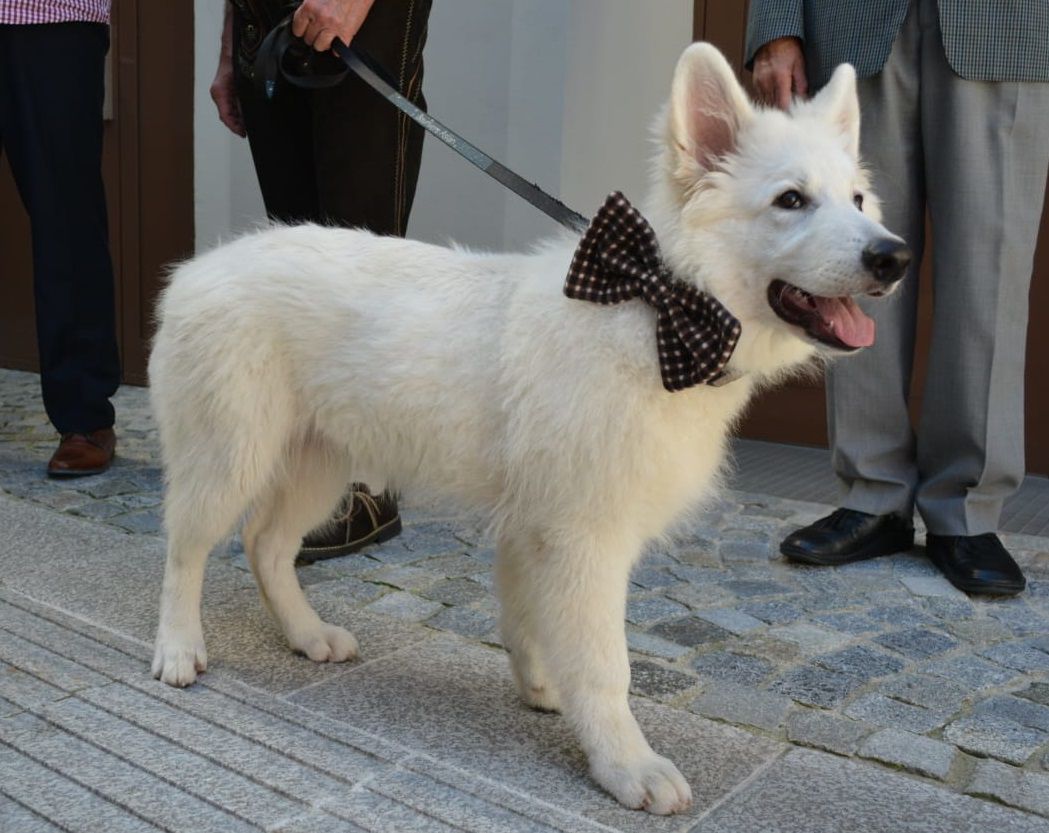 Bayrivers Aslan | White Swiss Shepherd Dog 