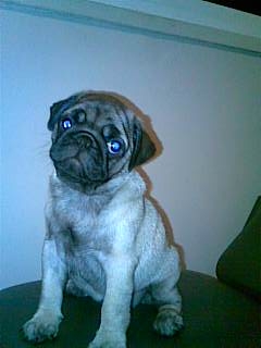 Atenea ven breidy'S | Pug 