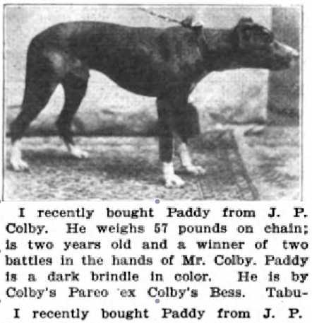 Colby's Paddy [Pareo x Bess] | American Pit Bull Terrier 