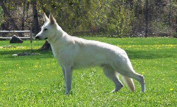 Foxhunt's King of WarKings | White Swiss Shepherd Dog 