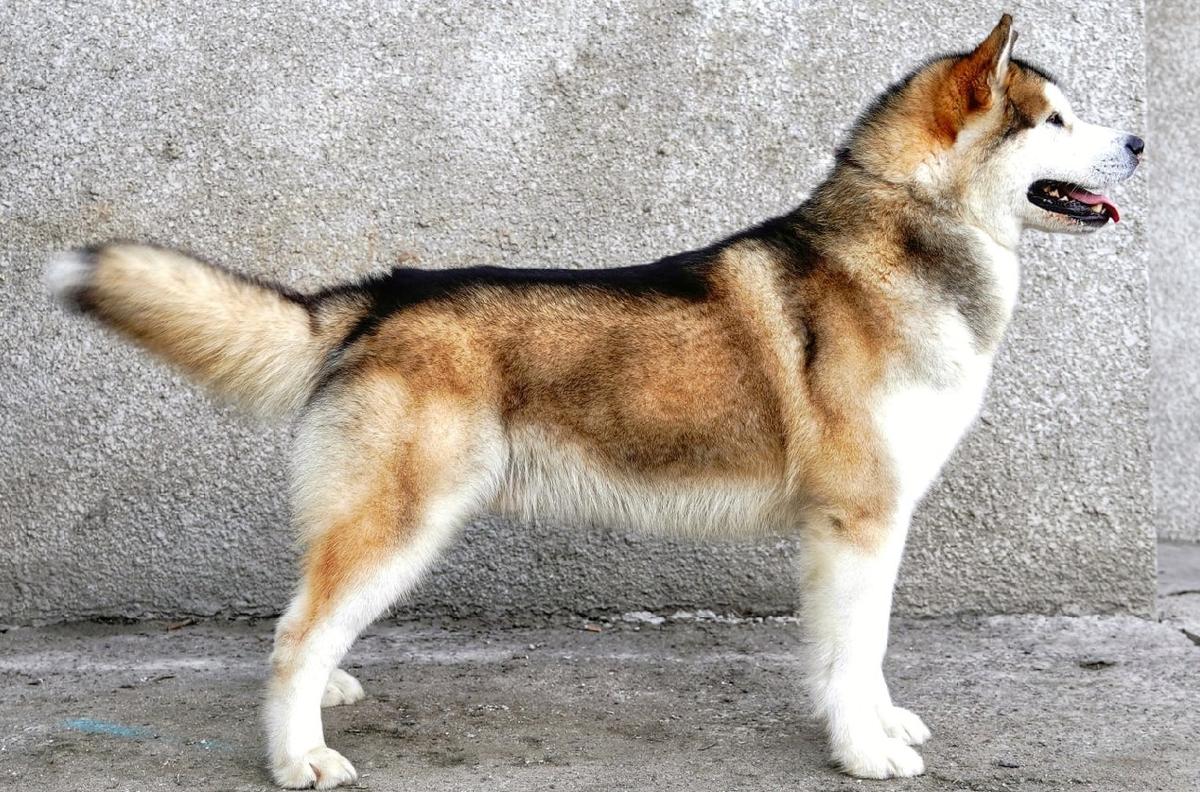 Heavenly Spirit Dance Inside | Alaskan Malamute 