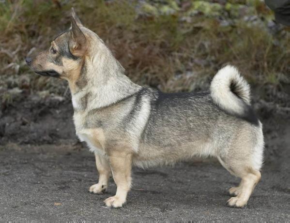 SKOGSBYGDENS DISA ILLMARIG | Swedish Vallhund 