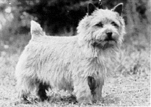 Elve The Scorcerer | Norwich Terrier 