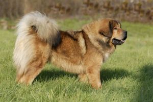 Ogurr-Toundra Bohemia Sirague | Tibetan Mastiff 