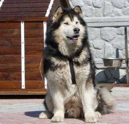 Beilif ot Pandy Sharm | Alaskan Malamute 