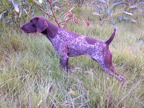 BHULISA LEMM | German Shorthaired Pointer 