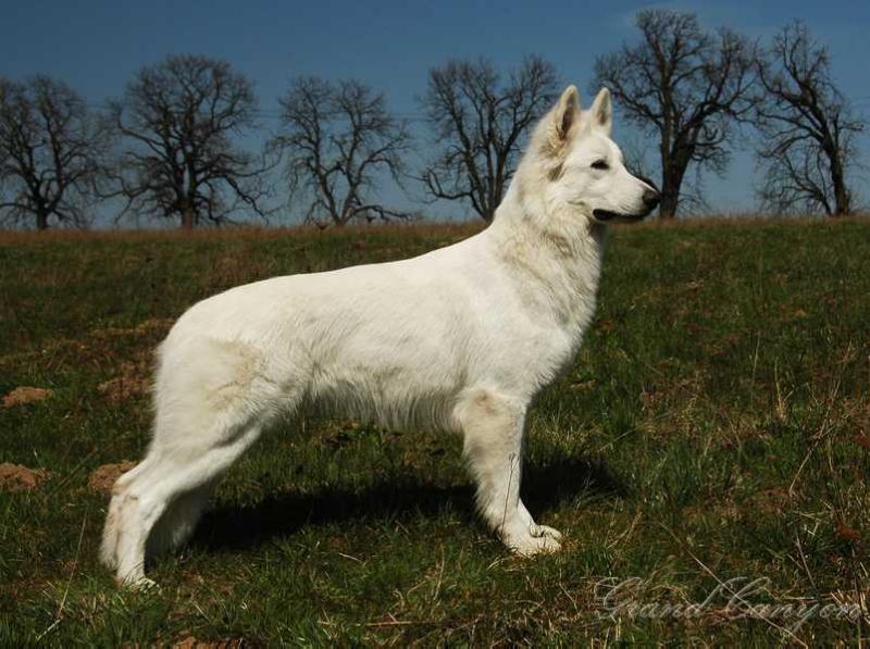 TASTE OF GLORY Grand Canyon | White Swiss Shepherd Dog 