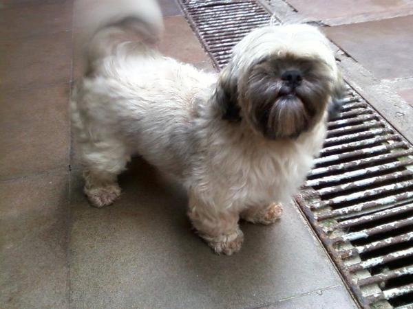 Filomena Lhasa Mares de Mel | Lhasa Apso 