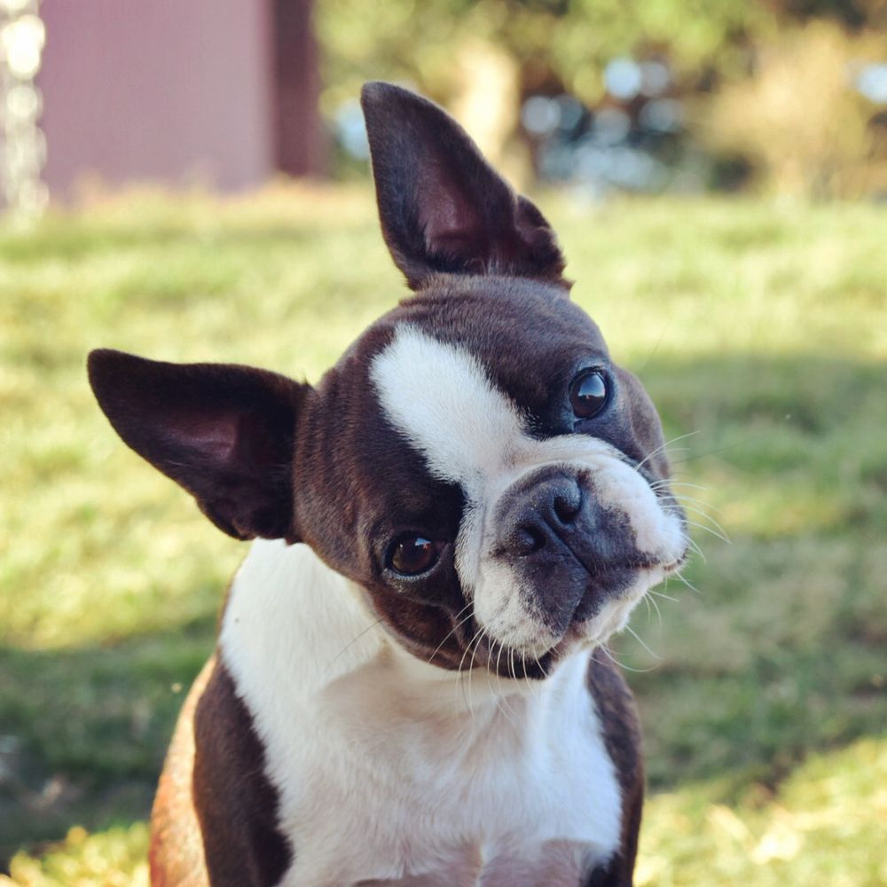 MILA FREEDOM FARM | Boston Terrier 