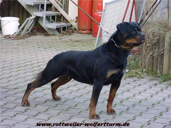 Vonda Vom Wolfert Turm | Rottweiler 