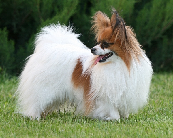 Weith Flower vom Cavalierchen | Papillon 