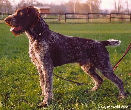 Birko v.d. Hohen Warf | German Wirehaired Pointer 