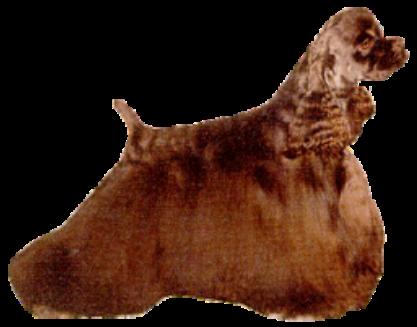 Sharosa's Roadshow Special T | American Cocker Spaniel 