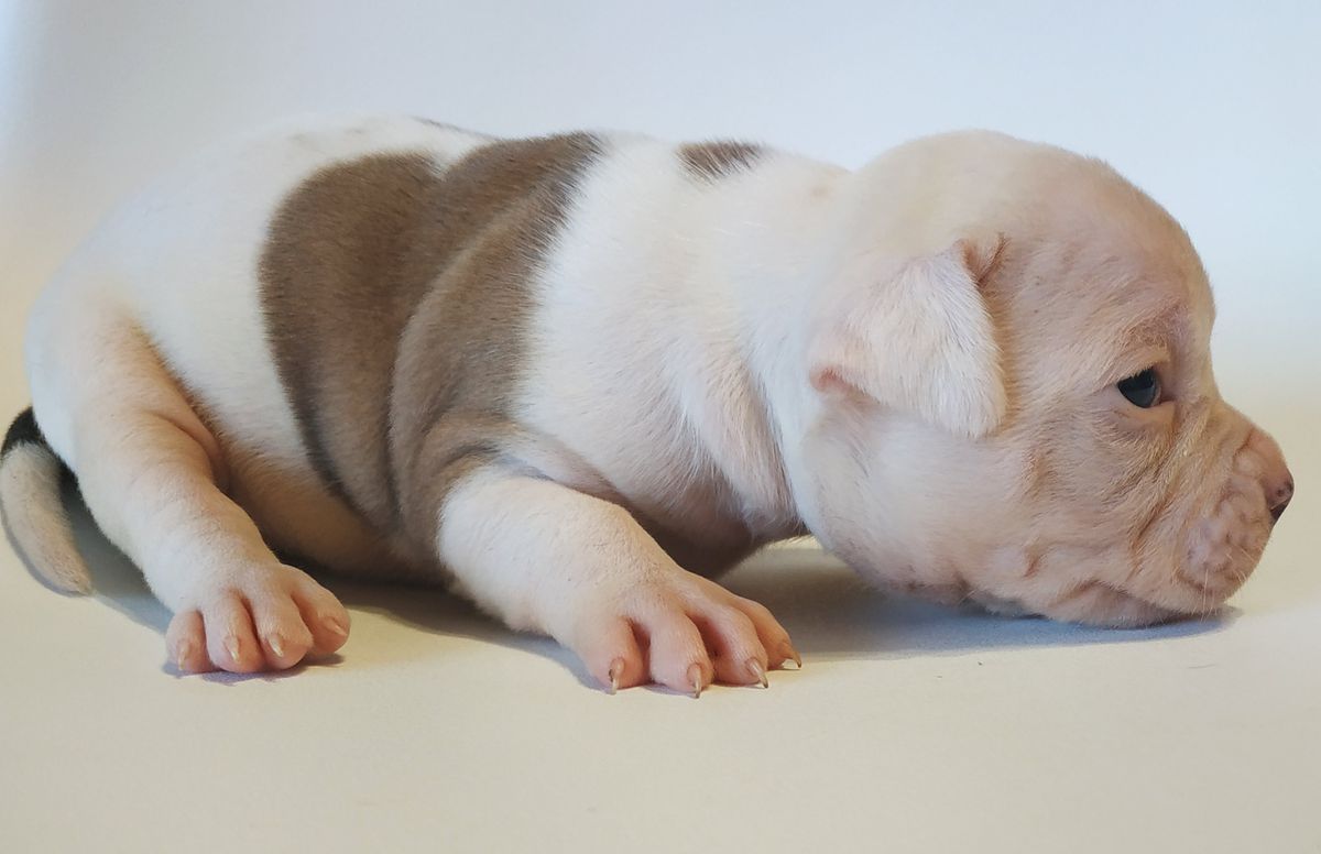 SINE METU DAKOTA BULL'S | American Bulldog 