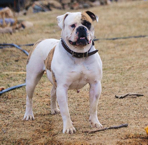 Most Wanted Bullies Lana | American Bulldog 