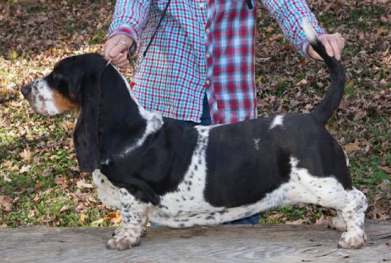 Corkey's Coffee and Candy | Basset Hound 