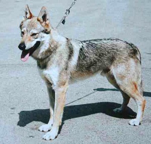 Borko Kollárov dvor | Czechoslovakian Wolfdog 