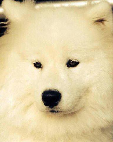 Gold Charm Diana Bell Di Shelly | Samoyed 