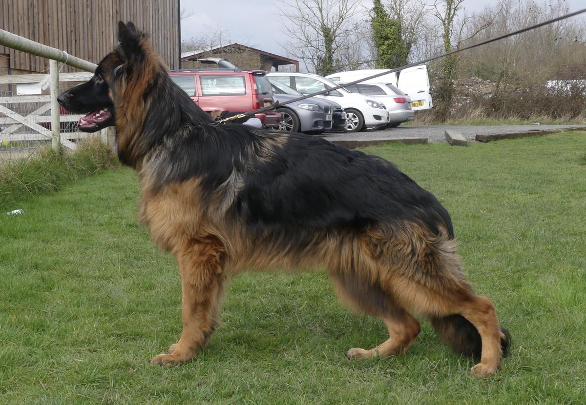 Bridgeview Hugo | German Shepherd Dog 
