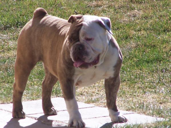 Red Dogs Gertrude | Olde English Bulldogge 