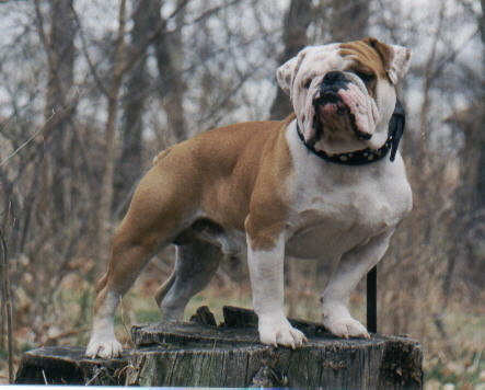 Blue River's Otis | Olde English Bulldogge 