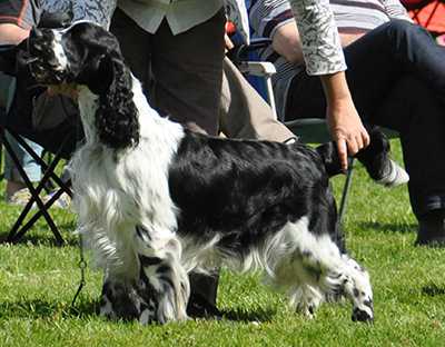 Night Wish Darrem Canis | English Springer Spaniel 