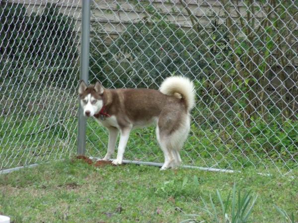 Shadow | Siberian Husky 