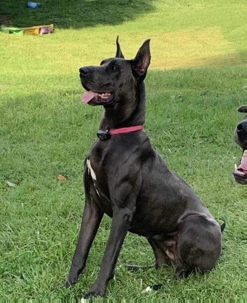 Our River Hope | Great Dane 